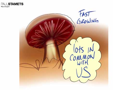 mushroom