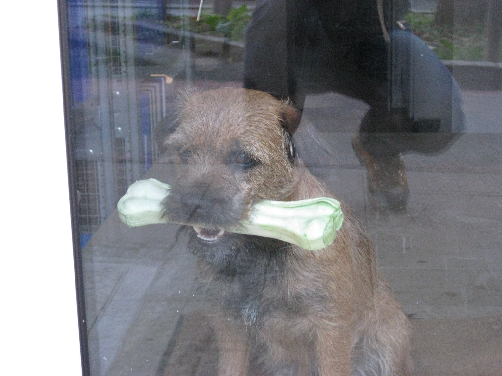 sophie with green bone
