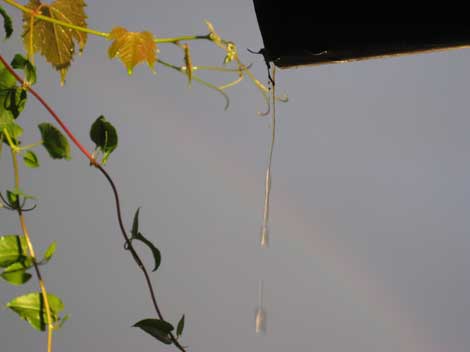 Regenbogen
