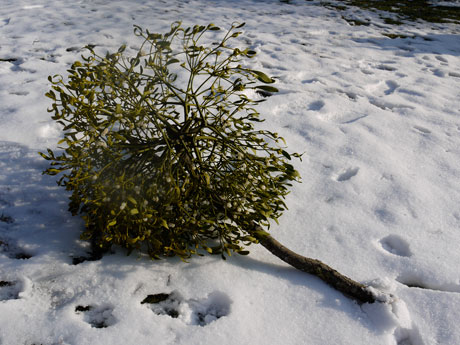 mistletoe Mistletoe branch
