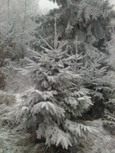 christbaum iPhone photo from my walk with Sophie 2 days ago.