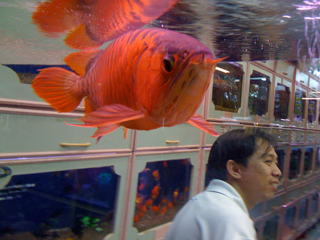 inasia_0946 We are in Asia, this is the proof !