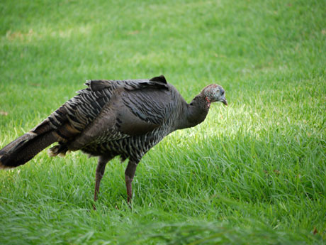 truthahn-meadchen turkey girl doesn't know what got into her