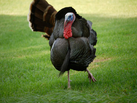 truthahn-tanzt peacocky turkey dances in the wind
