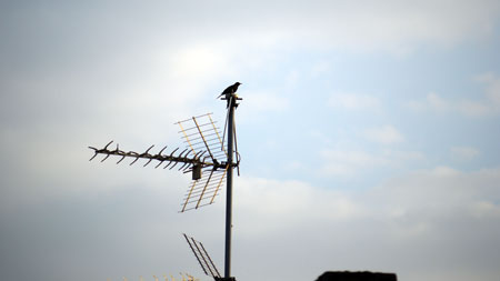amsel2 Blackbird on the antenna of the neighbor house
