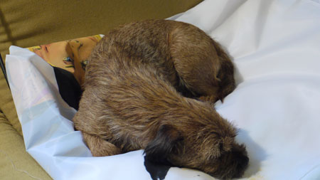sophie Sophie prefers sleeping on yvonne