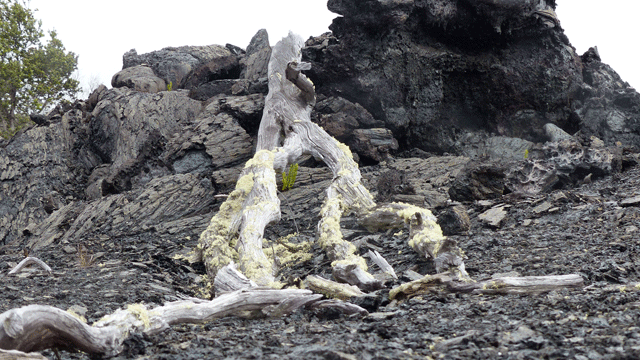 a tree destroyed by the  lava flow 1973, first signs of life are visible again